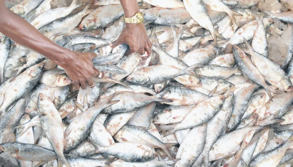 Hilsa output 5.5 lakh tonnes in FY20-21 