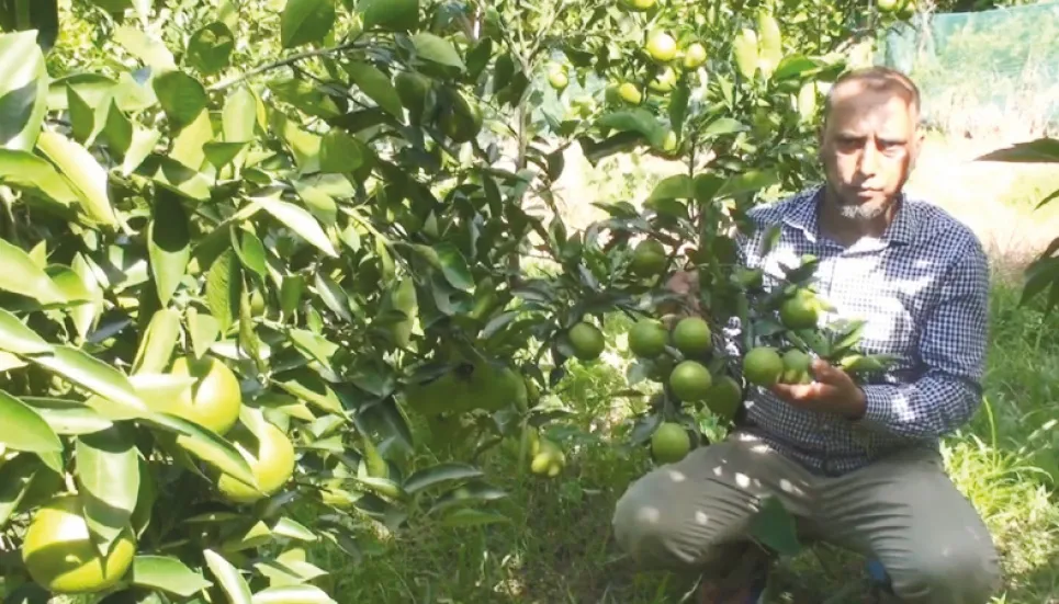 Malta farming brings smiles to Moulvibazar farmers 