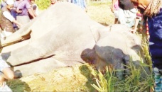 Wild elephant electrocuted in Ctg 