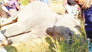 Wild elephant electrocuted in Ctg 