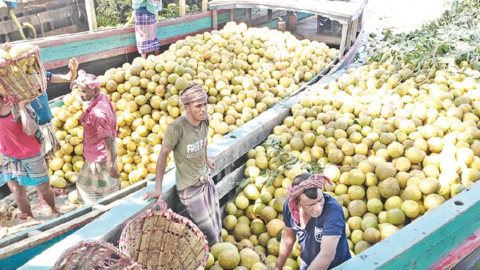 Transportation problem, storage crunch shrink pomelo growers’ profit 