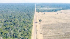 Bangladesh joins pledge to end deforestation by 2030 