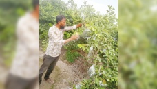 Guava farming turns into boon to Rajshahi growers 