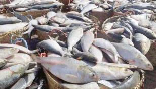 ‘5 lakh mts hilsa output likely next year’ 