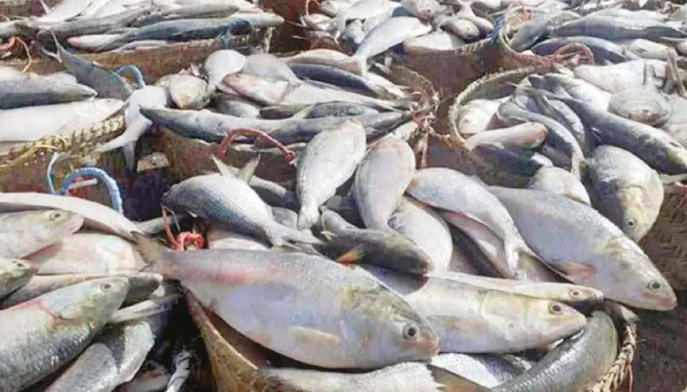 ‘5 lakh mts hilsa output likely next year’ 