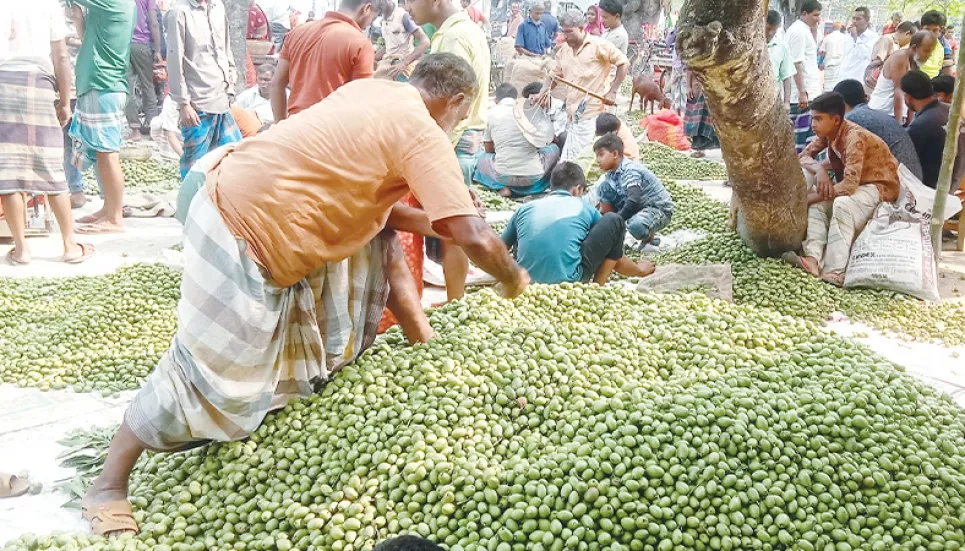 Olive turns liquid gold for Panchagarh growers