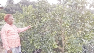 Malta cultivation booms in Mymensingh 