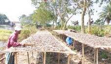 Pabna dried fish traders in their high noon 