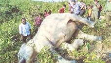 Fears for Bangladesh elephants after spate of killings 