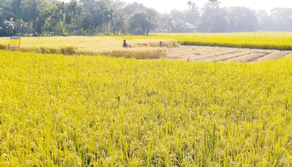 Farmers happy with bumper Aman yield, fair prices 