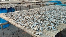 Dried fish trade gaining popularity in Rajshahi