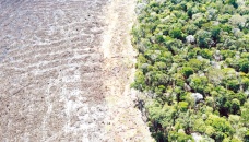 EU plans to ban food imports from deforested areas 