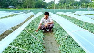 Bogura village supplies vegetable seedlings to 23 districts 