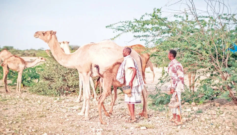 Milk, meat and might: The camel is king in Somalia 