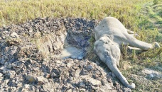 Indiscriminate killing of wild Asian elephant rising in Sherpur 