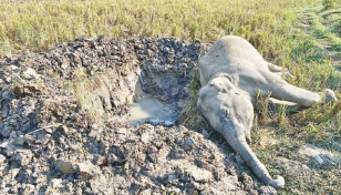 Indiscriminate killing of wild Asian elephant rising in Sherpur 