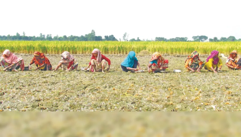 Poor garlic prices dishearten farmers 