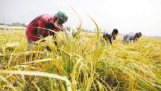 Aman harvesting goes on in full swing in Rangpur, Manikganj 