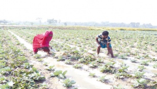 Jashore vegetable farmers toil hard to catch the early winter consumers 