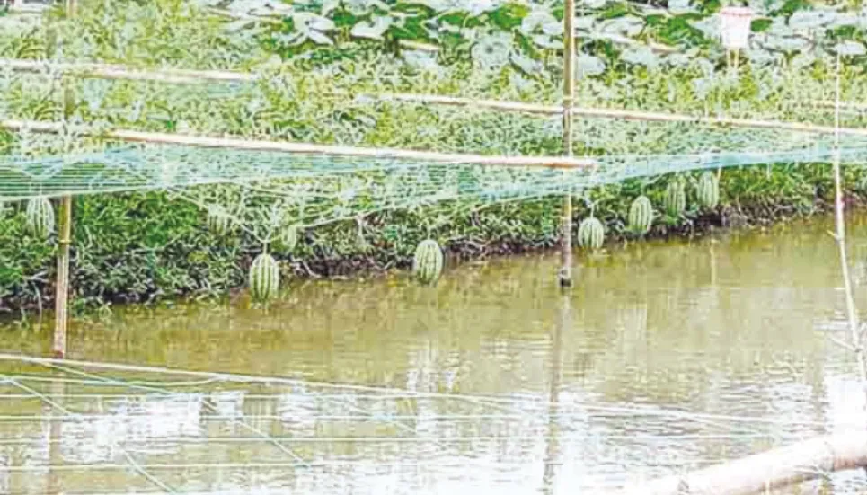 Shrimp farmers turning to watermelon cultivation 