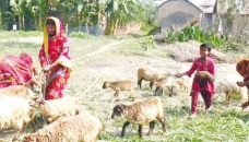 New breed of sheep brings fresh hope to Gaibandha breeders 