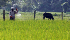 Sri Lanka lifts ban on weedkiller linked to cancer cases