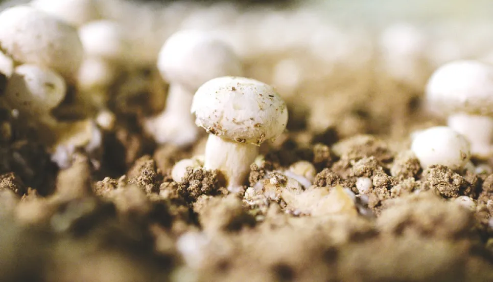 Paris mushroom growers struggle to preserve heritage 