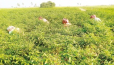 Sariakandi farmers eye Tk 55cr earnings from chilli 