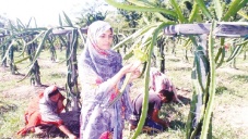 Shamima successfully cultivates dragon fruit 