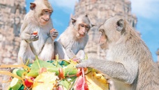 Thai monkey festival returns as tourists come back 