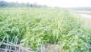 Lack of storage crimps profit for Ramu vegetable growers 