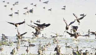 Arrival of migratory birds continues in Northern districts 