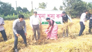 Black rice farming brings hope to Rajshahi farmers