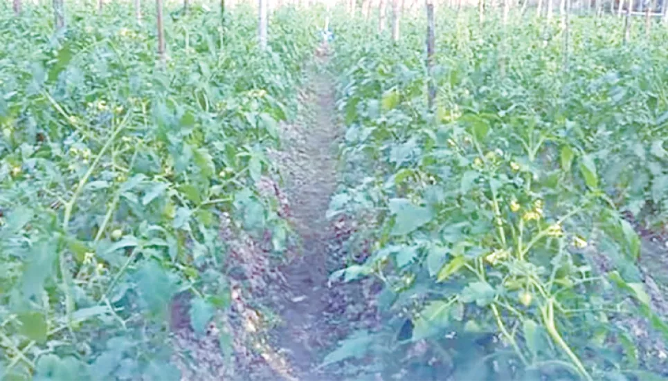 Commercial cultivation turns boon to tomato growers