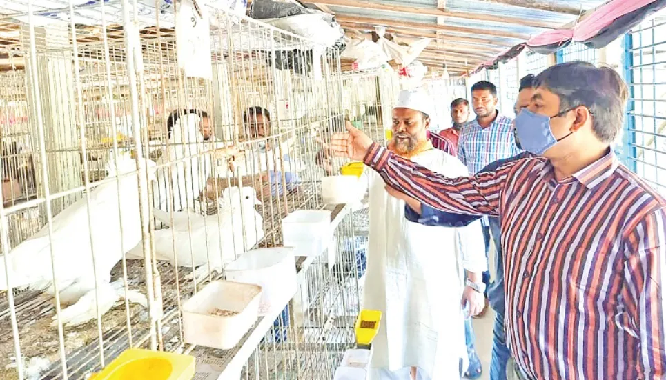 Commercial pigeon breeding spreads over Rajshahi region 