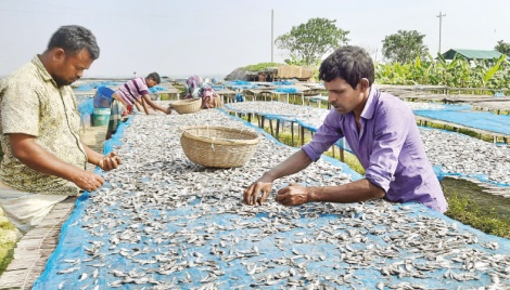 Fishermen busy drying fish in Sirajganj 