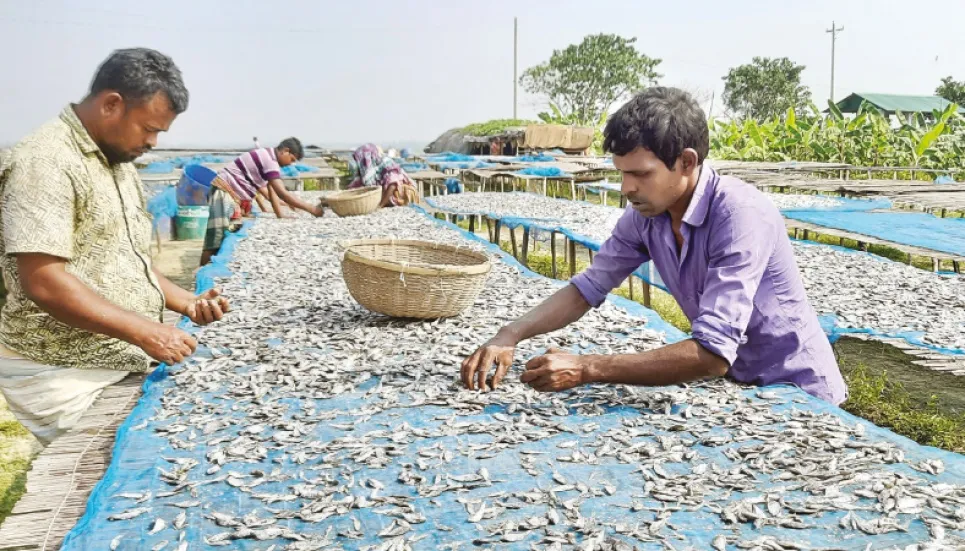 Fishermen busy drying fish in Sirajganj 