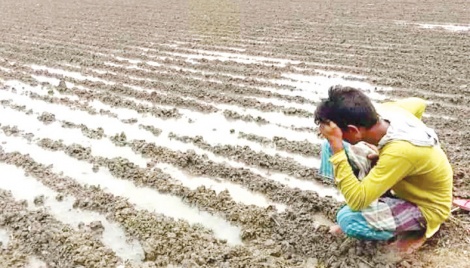 Munshiganj potato farmers in deep trouble