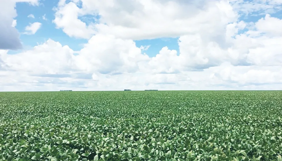 Brazil’s soybean planting hits 94%