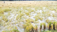 Jawad-induced rain damages crops across country 
