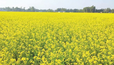 Growers expect massive yield of mustard this season 