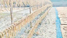 Cyclone Jawad: Barguna dried fish producers lose Tk50 lakh 