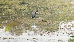 Greenhouse to combat future agricultural disasters: Shahab Uddin 