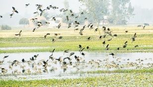 Arrival of migratory birds begins 