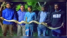 12ft-long python rescued in Bagerhat 