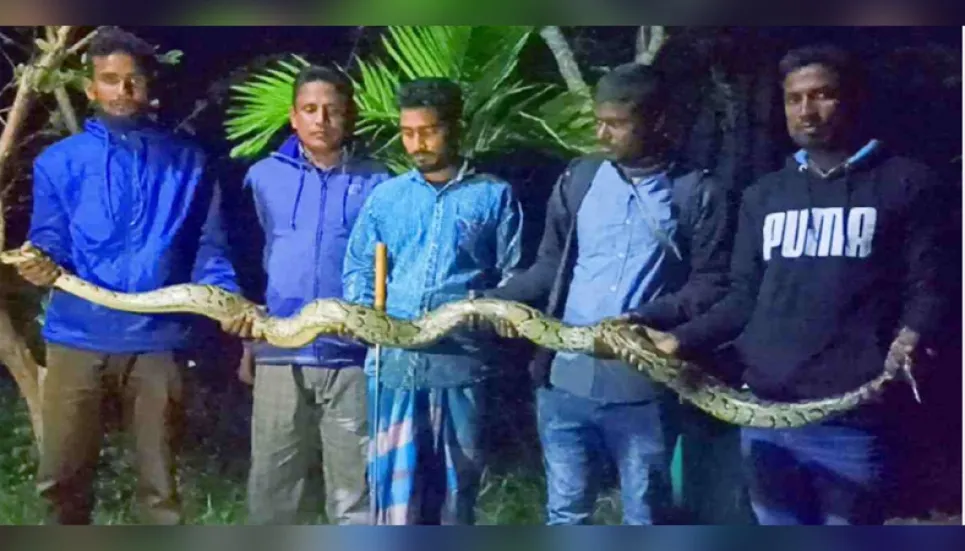 12ft-long python rescued in Bagerhat 