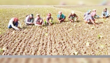 Summer onion harvest delay foils govt plan 