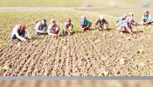 Summer onion harvest delay foils govt plan 