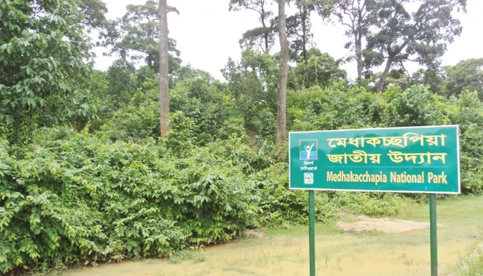 Illegal logging threatens century-old Garjan trees 