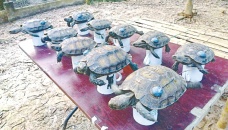 Critically endangered tortoises released into wild 